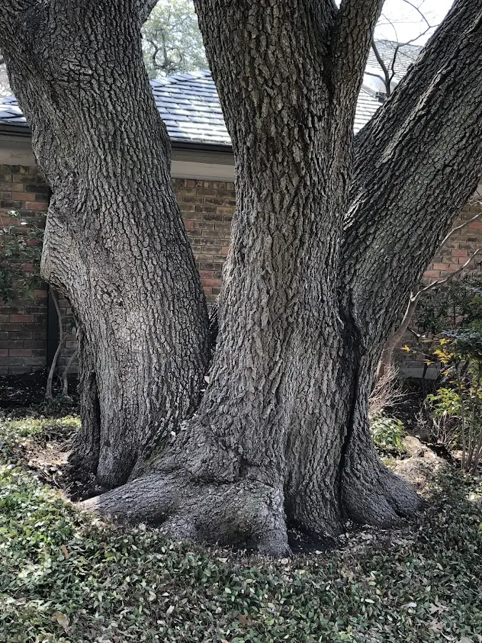 Mature heritage tree close to a Pooler property cared for by certified arborists